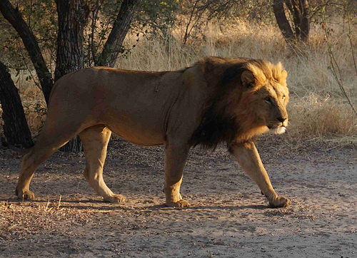 Keeping Animals Connected All Over the World