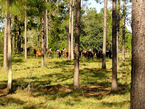 Five Ways Agroforestry Can Grow Forest Products and Benefit Your Land, Your Pockets & Wildlife