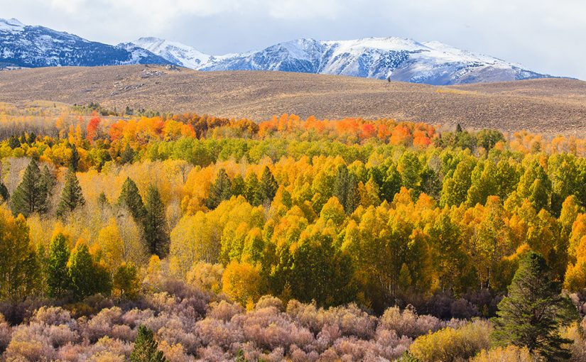 Forest Digest — Week of October 10, 2016