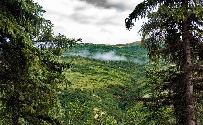 Forest Digest — Week of October 24, 2016