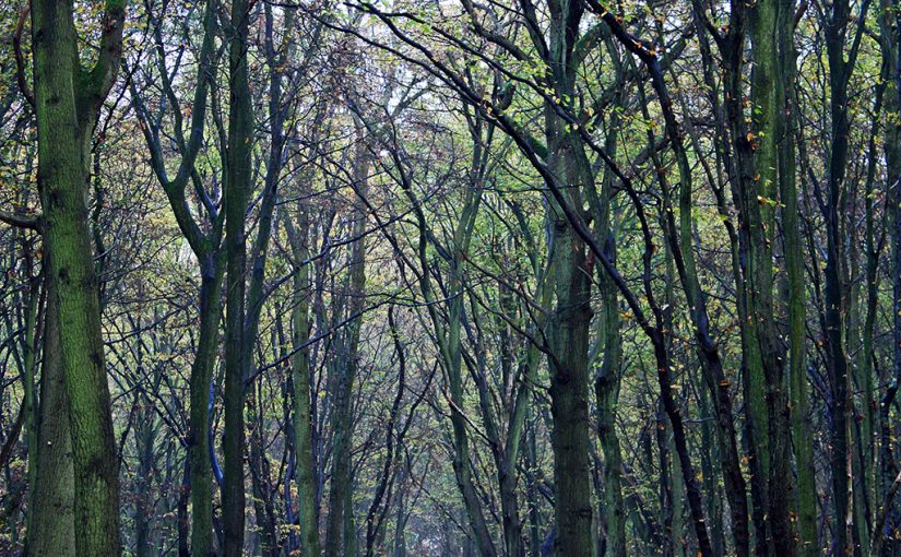 Explore 6 of the World’s Most Haunted Forests