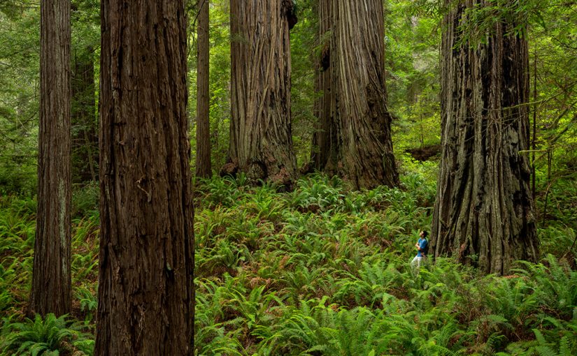Forest Digest — Week of October 3, 2016