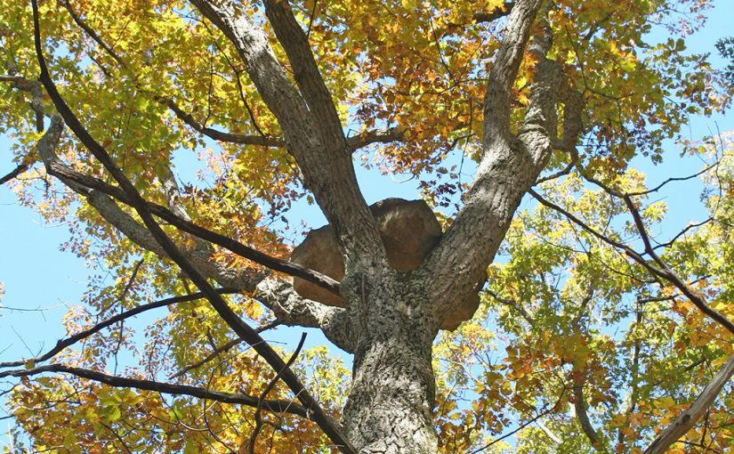The 4 Strangest Forests in America