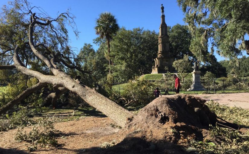 Hurricanes and Forests:  Impacts over the Past Two Decades