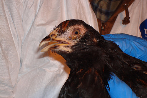Biosecurity Education and Compliance are Critical in Preventing Avian Influenza Outbreaks