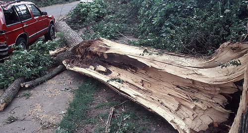 Shaping Forests from the Bottom Up: It’s All About Root Disease