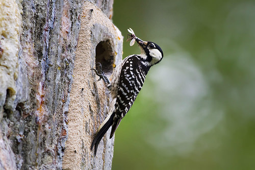 Southern Landowners Want to Help At-Risk Wildlife Species