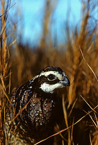 Do It Yourself: Expert Help for Improving Bobwhite Habitat on Your Land