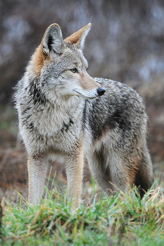 Wily coyotes continue to thrive in the Southeast at the expense of deer populations