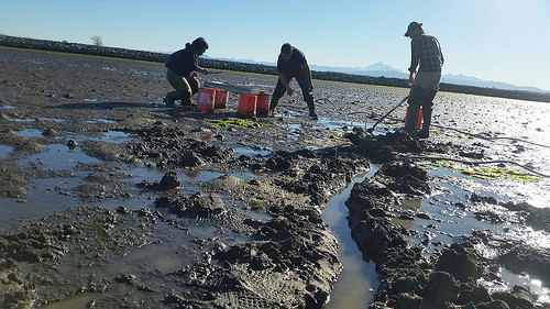 NIFA projects study the population decline of clams on Lummi Nation tidal flats