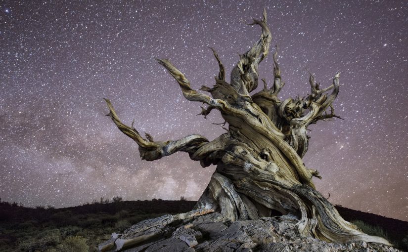2016 Forests in Focus Photo Contest Winners!