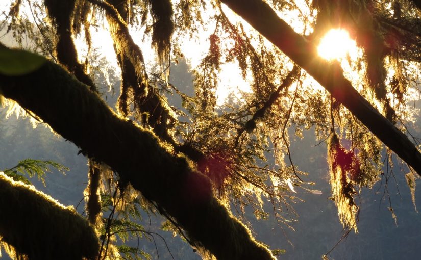 Forest Digest — Week of October 31, 2016