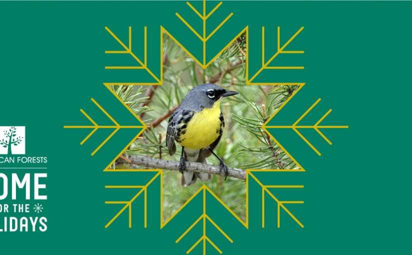 Home for the Holidays: The Kirtland’s Warbler and Its Jack Pine Home