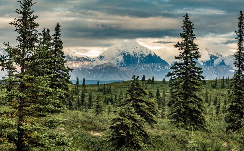 Forest Digest — Week of November 14, 2016