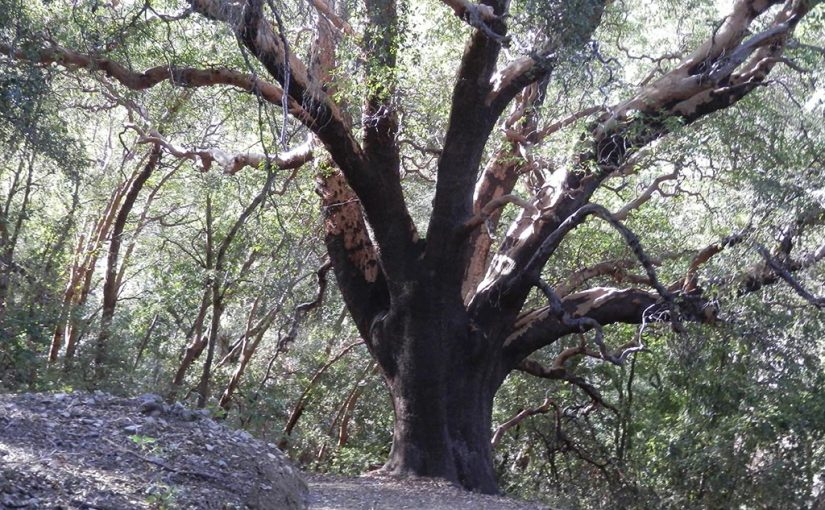Remembering Fallen Champion Trees