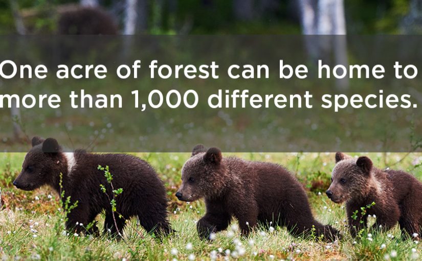 10 Reasons to Be Thankful for Forests in 2016