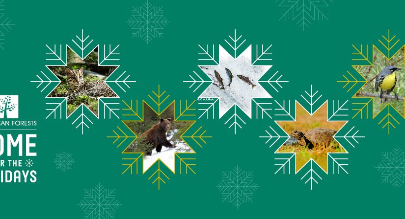 Home for the Holidays: Protecting & Restoring Homes for Wildlife