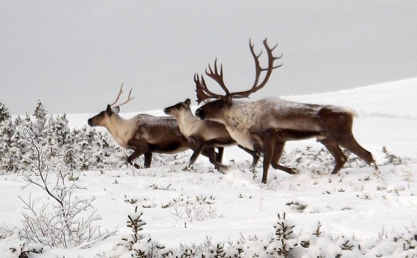 The Return of America’s Reindeer
