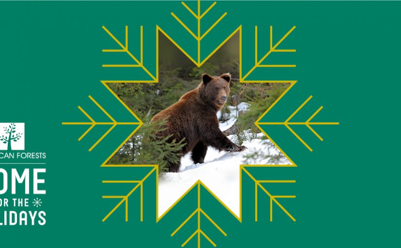 Home for the Holidays: The Grizzy Bear and Its Whitebark Pine Home
