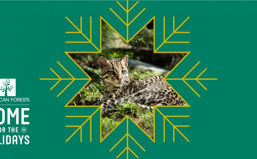 Home for the Holidays: The Ocelot and the Lower Rio Grande Valley