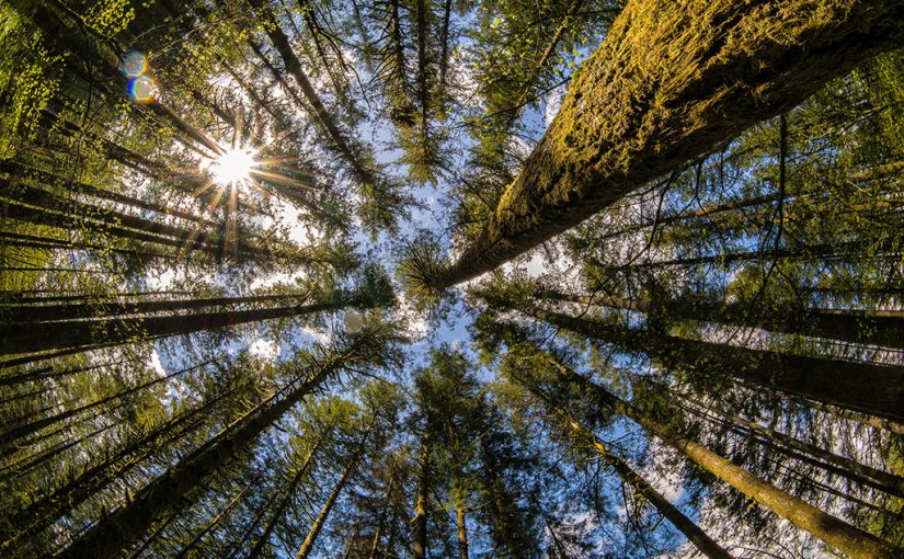 Forest Digest — Week of December 5, 2016