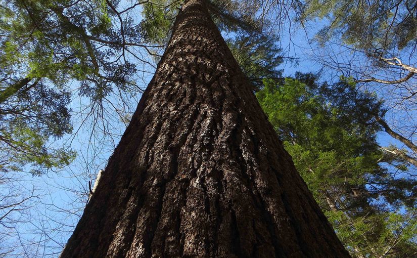 Saheda: Profile of a Great New England White Pine