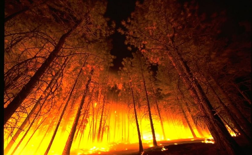 Forest Digest — Week of December 12, 2016