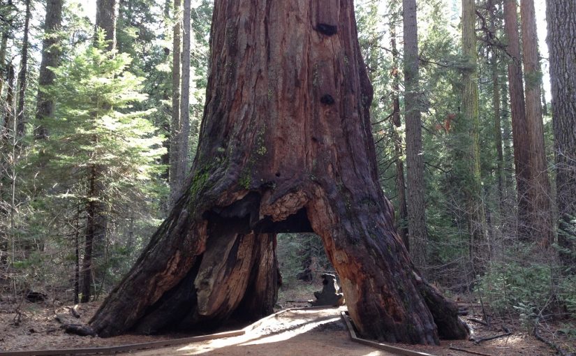 Obituary: The Iconic Pioneer Cabin Tree Has Toppled