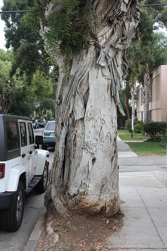 Selecting Trees to Grow in Cities: Database Captures Urban Tree Sizes, Growth Rates Across US
