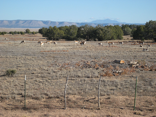 Regional Partnerships Help De-Clutter Arizona Grasslands