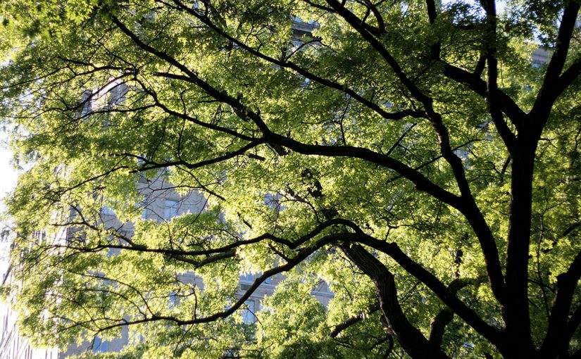Why We No Longer Recommend a 40 Percent Urban Tree Canopy Goal