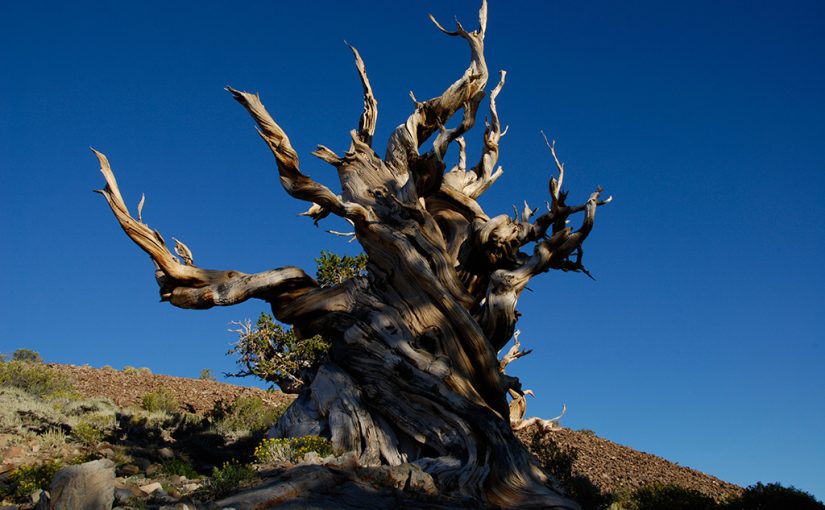 Forest Digest — Week of January 2, 2017