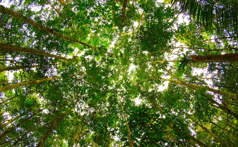 Forest Digest — Week of January 23, 2017