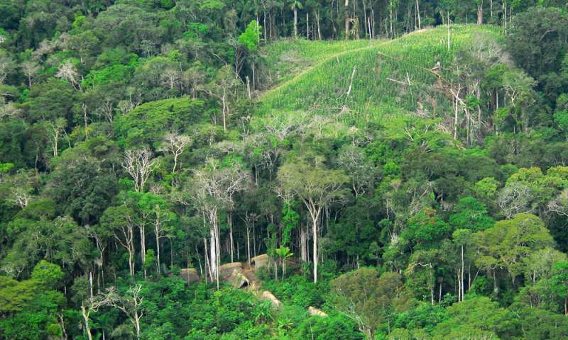 Forest Digest — Week of January 9, 2017