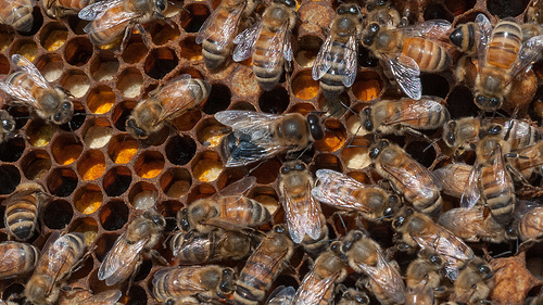 Honey: A Sweet Topic with New Data this Spring