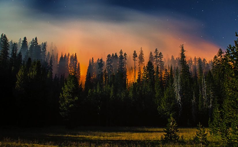 Forest Digest — Week of February 20th, 2017