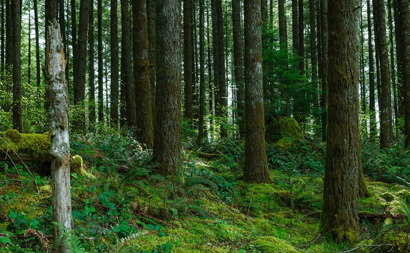 Forest Digest — Week of February 6th, 2017