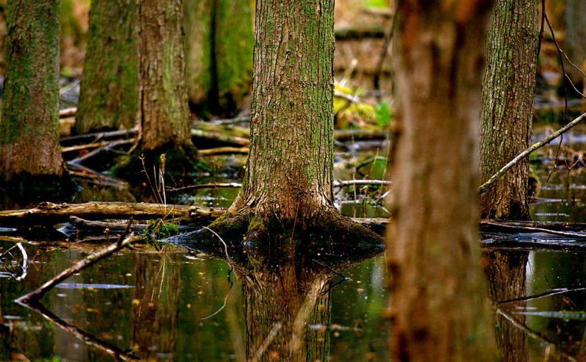 Forest Digest — Week of January 30, 2017