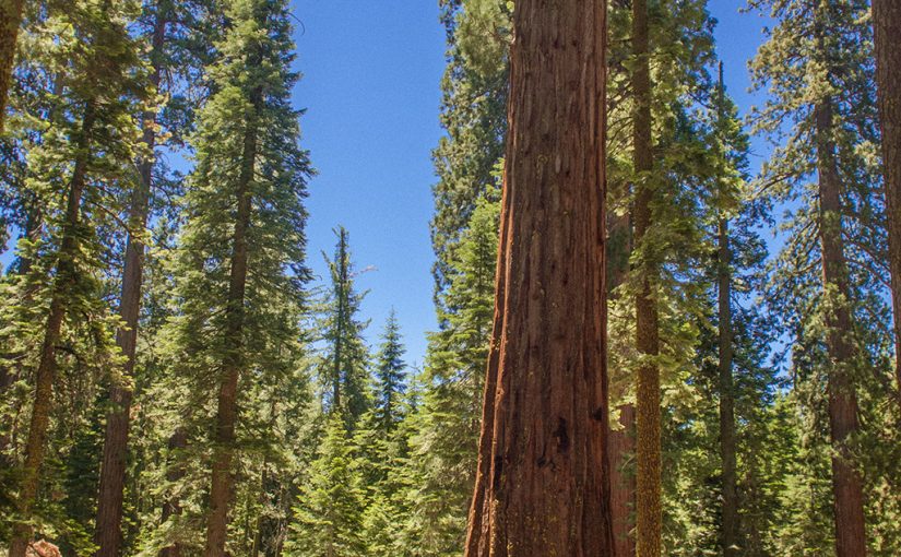 5 Forest-Friendly Presidents