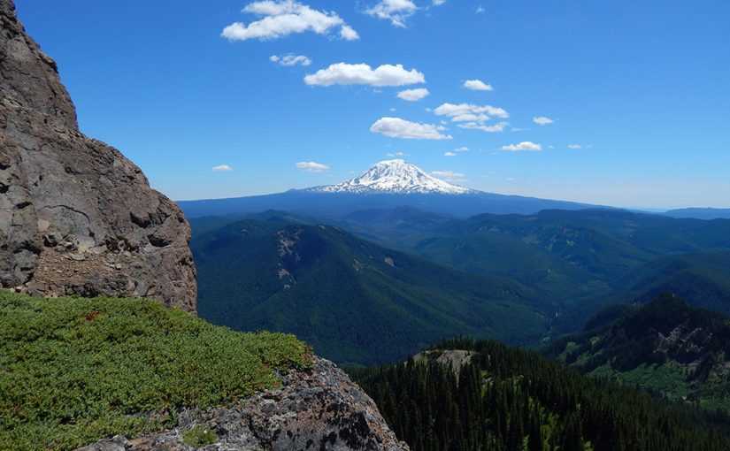 Replanting Giants on Mount Adams