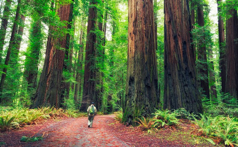 Forest Migration in the Face of Climate Change