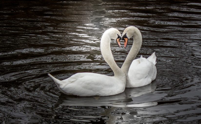 5 Wildlife Love Stories
