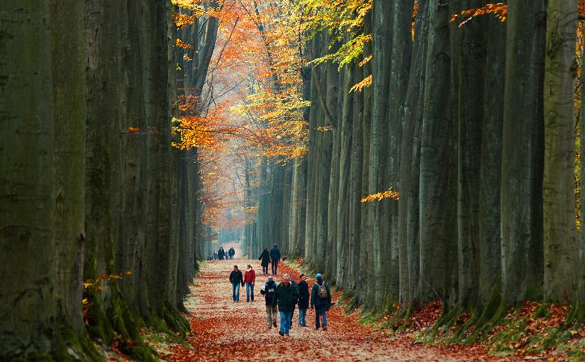A Forest a Day…
