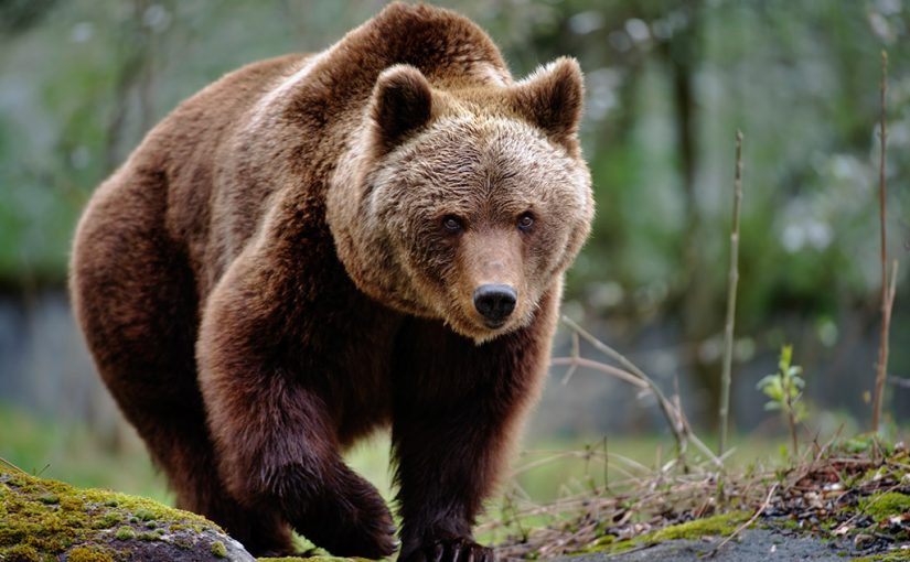 The Endangered Species Act Is Being Threatened