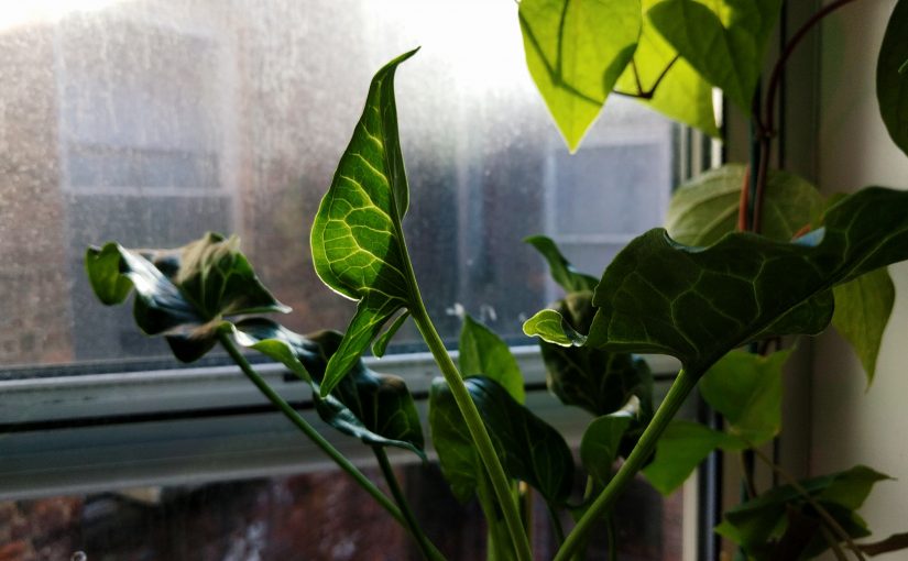 5 Benefits of Having Indoor Plants