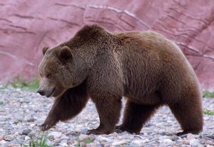 Forest Digest — Week of March 27, 2017