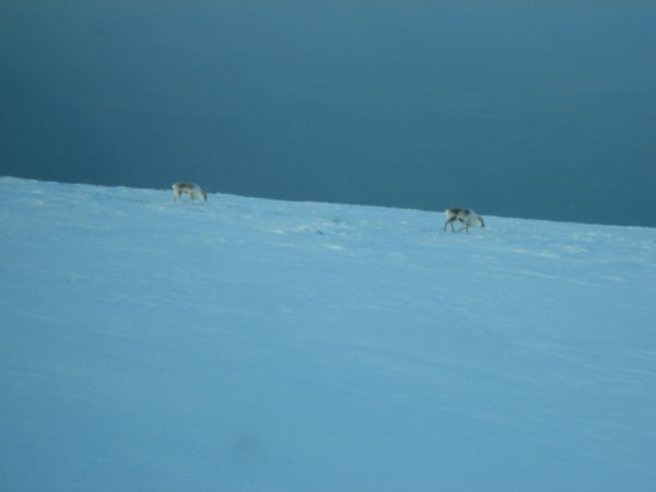 Snow Water Ice and Water and Adaptive Actions for a Changing Arctic