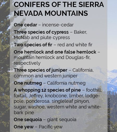 A Century of Too Much Love in the Sierra Nevada Mountains