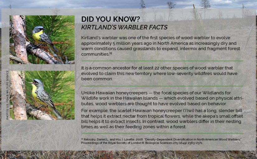 A bright future for Kirtland’s warbler in the Northern Great Lakes