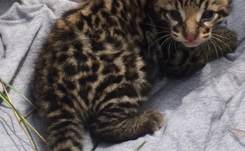 Ocelot Recovery through Forest Restoration